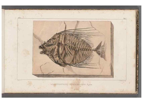 Reproducción/Reproduction 49639770443: Recherches sur les poissons fossiles ... /. Neuchatel :Petitpierre,1833-43.. 