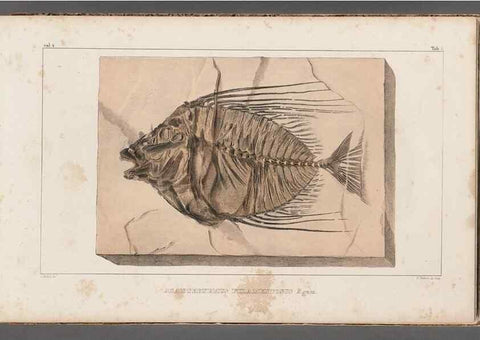 Reproducción/Reproduction 49639770443: Recherches sur les poissons fossiles ... /. Neuchatel :Petitpierre,1833-43.. 