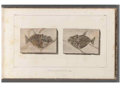 Reproducción/Reproduction 49639770713: Recherches sur les poissons fossiles ... /. Neuchatel :Petitpierre,1833-43.. 