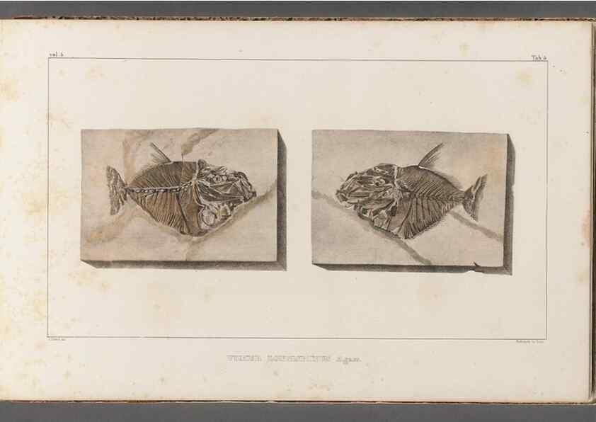 Reproducción/Reproduction 49639770713: Recherches sur les poissons fossiles ... /. Neuchatel :Petitpierre,1833-43.. 