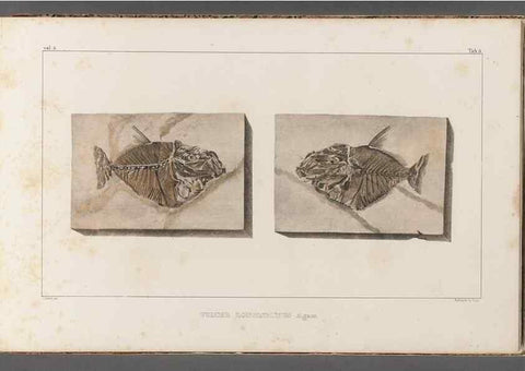 Reproducción/Reproduction 49639770713: Recherches sur les poissons fossiles ... /. Neuchatel :Petitpierre,1833-43.. 