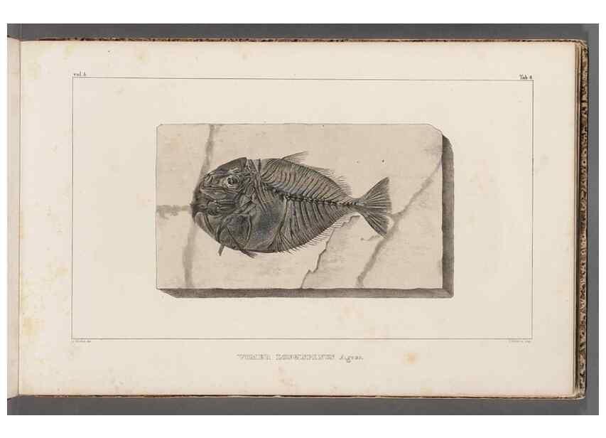 Reproducción/Reproduction 49639771073: Recherches sur les poissons fossiles ... /. Neuchatel :Petitpierre,1833-43.. 