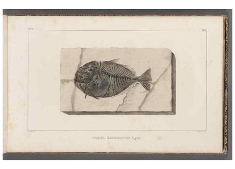 Reproducción/Reproduction 49639771073: Recherches sur les poissons fossiles ... /. Neuchatel :Petitpierre,1833-43.. 