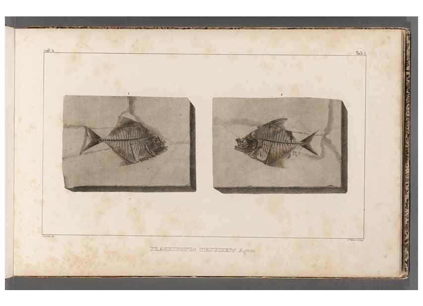 Reproducción/Reproduction 49640567857: Recherches sur les poissons fossiles ... /. Neuchatel :Petitpierre,1833-43.. 