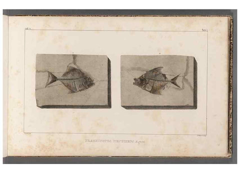 Reproducción/Reproduction 49640567857: Recherches sur les poissons fossiles ... /. Neuchatel :Petitpierre,1833-43.. 