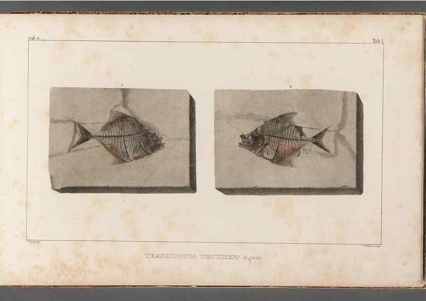 Reproducción/Reproduction 49640567857: Recherches sur les poissons fossiles ... /. Neuchatel :Petitpierre,1833-43.. 