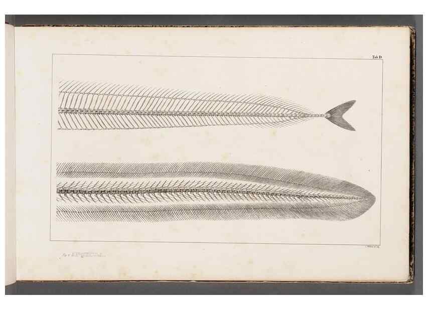 Reproducción/Reproduction 49640562917: Recherches sur les poissons fossiles ... /. Neuchatel :Petitpierre,1833-43.. 