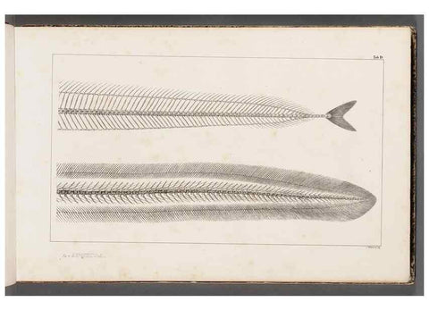 Reproducción/Reproduction 49640562917: Recherches sur les poissons fossiles ... /. Neuchatel :Petitpierre,1833-43.. 