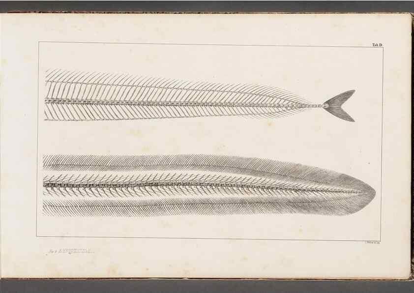 Reproducción/Reproduction 49640562917: Recherches sur les poissons fossiles ... /. Neuchatel :Petitpierre,1833-43.. 