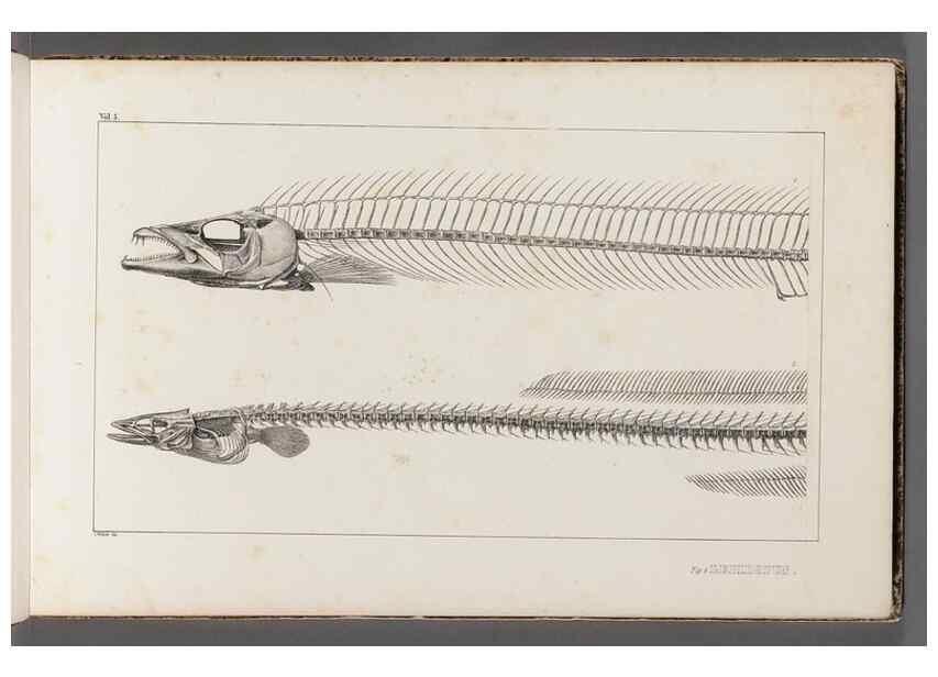 Reproducción/Reproduction 49639766533: Recherches sur les poissons fossiles ... /. Neuchatel :Petitpierre,1833-43.. 