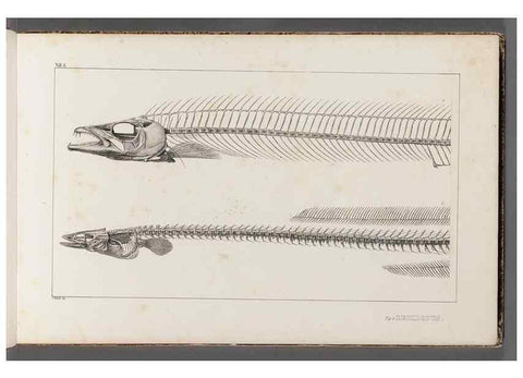 Reproducción/Reproduction 49639766533: Recherches sur les poissons fossiles ... /. Neuchatel :Petitpierre,1833-43.. 
