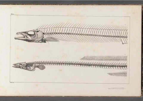Reproducción/Reproduction 49639766533: Recherches sur les poissons fossiles ... /. Neuchatel :Petitpierre,1833-43.. 