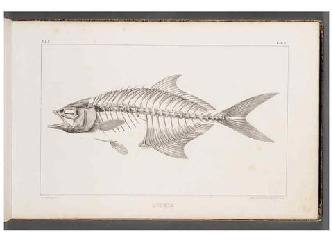 Reproducción/Reproduction 49639766198: Recherches sur les poissons fossiles ... /. Neuchatel :Petitpierre,1833-43.. 