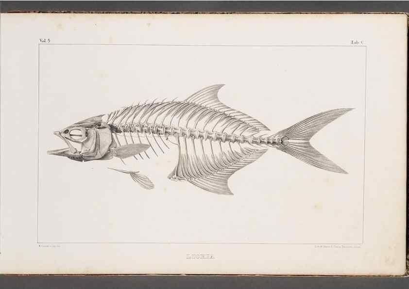 Reproducción/Reproduction 49639766198: Recherches sur les poissons fossiles ... /. Neuchatel :Petitpierre,1833-43.. 
