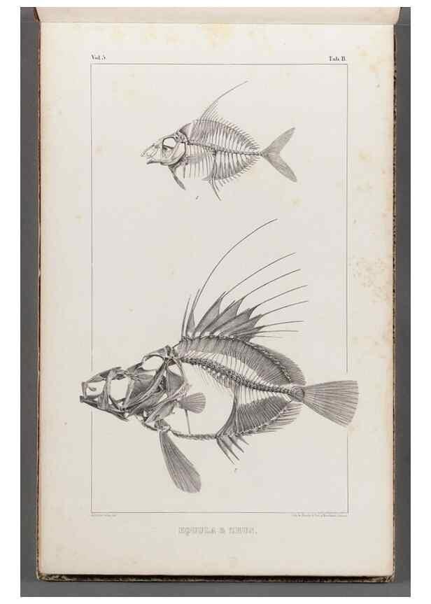 Reproducción/Reproduction 49640289606: Recherches sur les poissons fossiles ... /. Neuchatel :Petitpierre,1833-43.. 