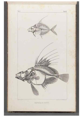 Reproducción/Reproduction 49640289606: Recherches sur les poissons fossiles ... /. Neuchatel :Petitpierre,1833-43.. 