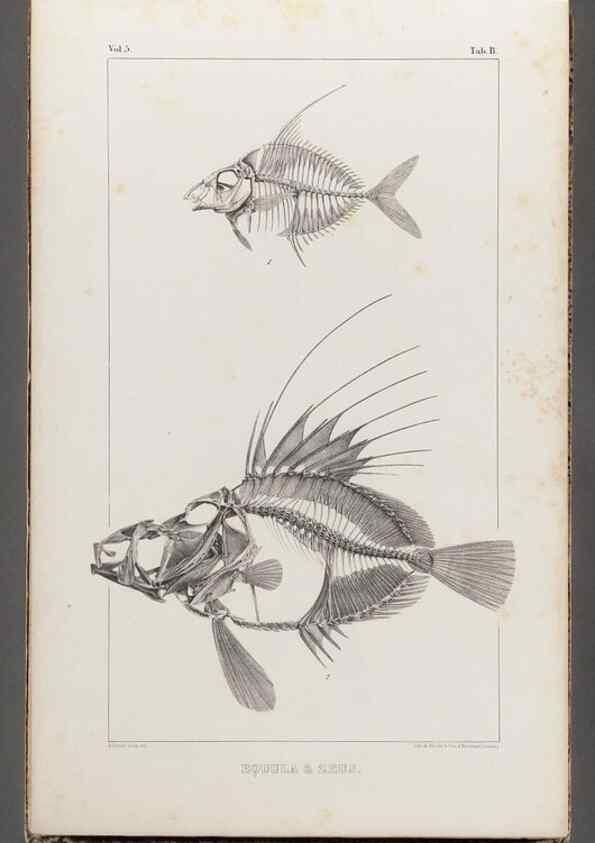 Reproducción/Reproduction 49640289606: Recherches sur les poissons fossiles ... /. Neuchatel :Petitpierre,1833-43.. 
