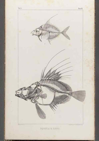 Reproducción/Reproduction 49640289606: Recherches sur les poissons fossiles ... /. Neuchatel :Petitpierre,1833-43.. 