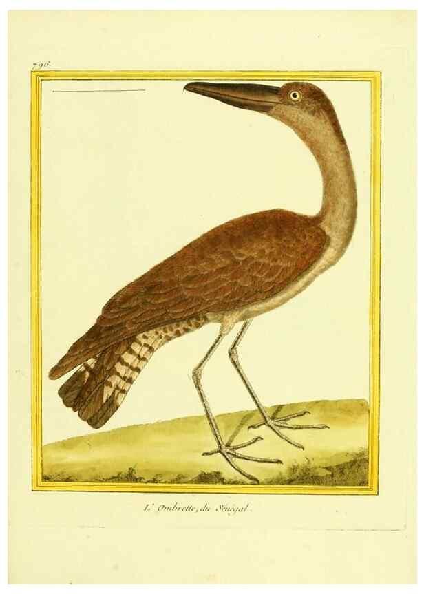 Reproducción/Reproduction 49640153066: Planches enluminées d'histoire naturelle. Paris? :s.n.,1765-1783?. 