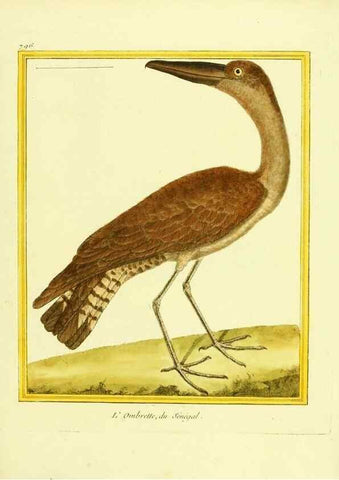 Reproducción/Reproduction 49640153066: Planches enluminées d'histoire naturelle. Paris? :s.n.,1765-1783?. 