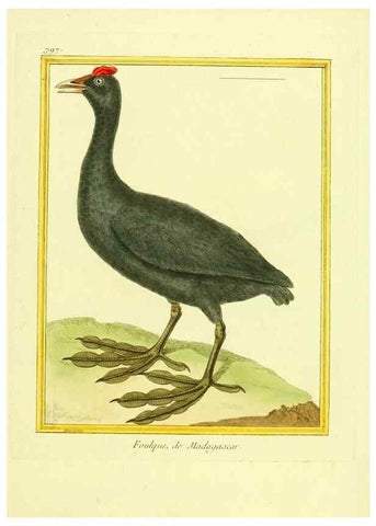 Reproducción/Reproduction 49639629883: Planches enluminées d'histoire naturelle. Paris? :s.n.,1765-1783?. 