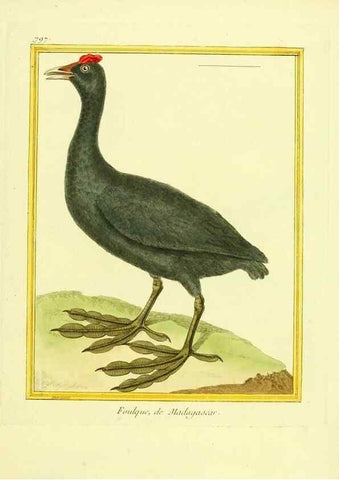 Reproducción/Reproduction 49639629883: Planches enluminées d'histoire naturelle. Paris? :s.n.,1765-1783?. 