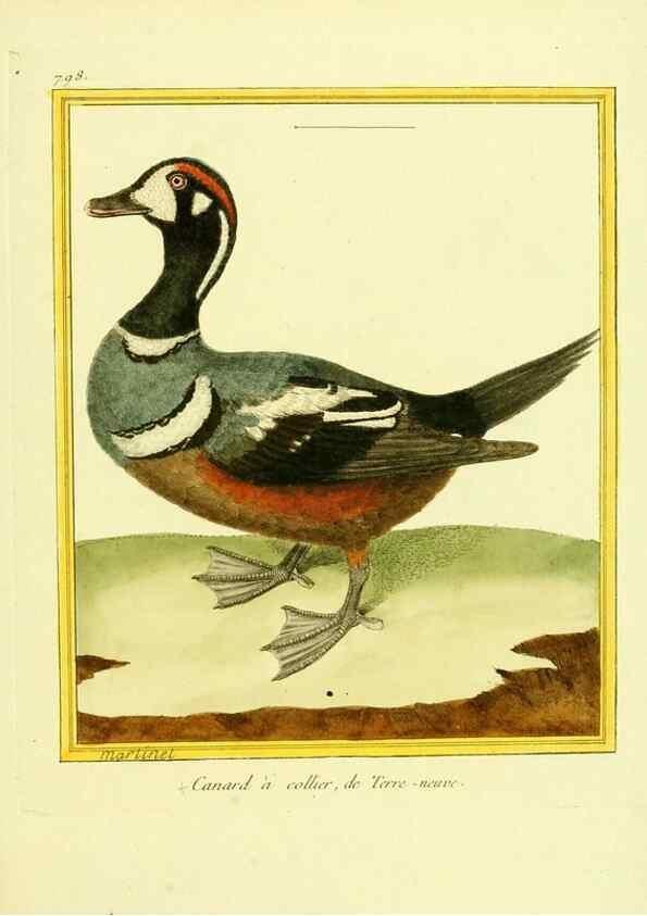Reproducción/Reproduction 49640426607: Planches enluminées d'histoire naturelle. Paris? :s.n.,1765-1783?. 