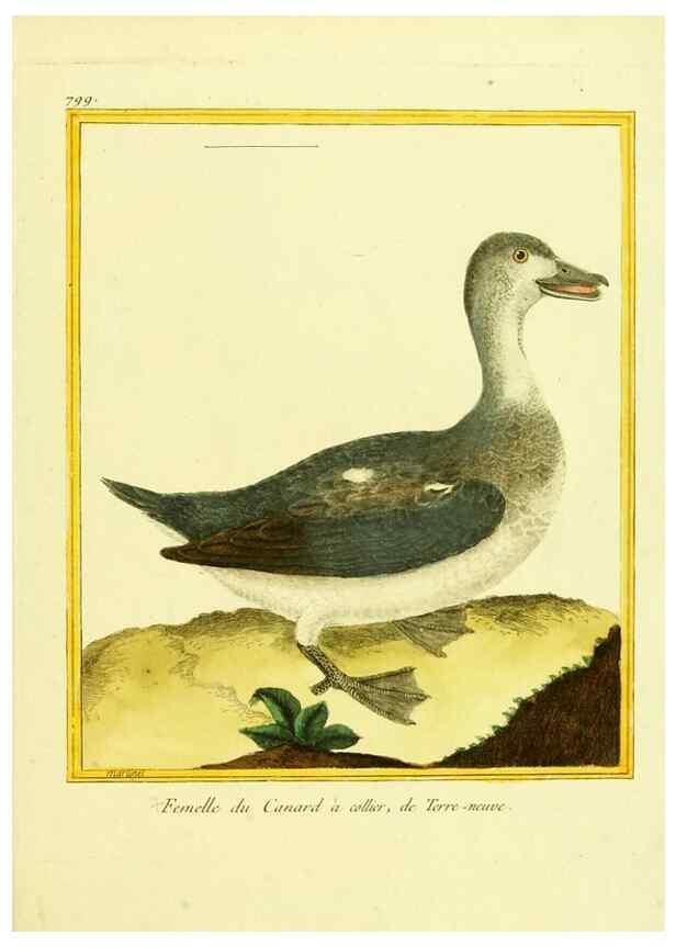 Reproducción/Reproduction 49640154046: Planches enluminées d'histoire naturelle. Paris? :s.n.,1765-1783?. 
