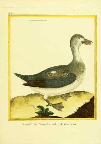 Reproducción/Reproduction 49640154046: Planches enluminées d'histoire naturelle. Paris? :s.n.,1765-1783?. 