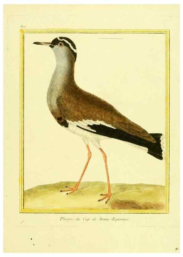 Reproducción/Reproduction 49639630898: Planches enluminées d'histoire naturelle. Paris? :s.n.,1765-1783?. 
