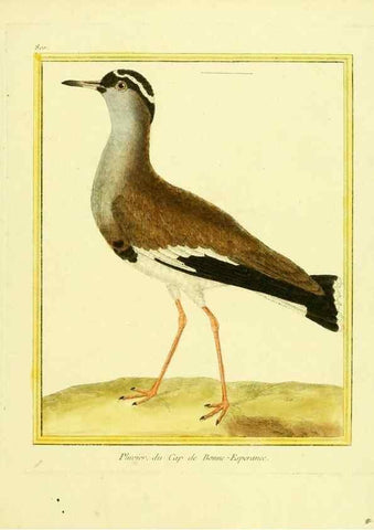 Reproducción/Reproduction 49639630898: Planches enluminées d'histoire naturelle. Paris? :s.n.,1765-1783?. 