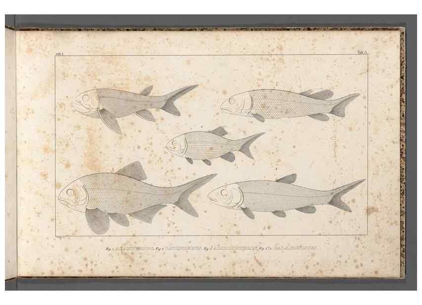Reproducción/Reproduction 49640228741: Recherches sur les poissons fossiles ... /. Neuchatel :Petitpierre,1833-43.. 