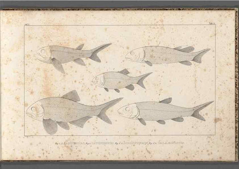 Reproducción/Reproduction 49640228741: Recherches sur les poissons fossiles ... /. Neuchatel :Petitpierre,1833-43.. 