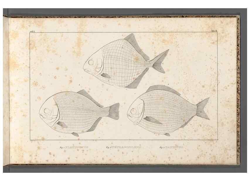 Reproducción/Reproduction 49640229051: Recherches sur les poissons fossiles ... /. Neuchatel :Petitpierre,1833-43.. 