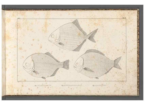 Reproducción/Reproduction 49640229051: Recherches sur les poissons fossiles ... /. Neuchatel :Petitpierre,1833-43.. 