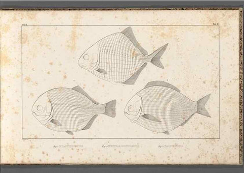 Reproducción/Reproduction 49640229051: Recherches sur les poissons fossiles ... /. Neuchatel :Petitpierre,1833-43.. 