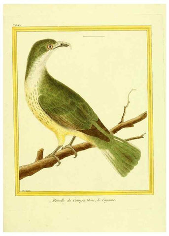Reproducción/Reproduction 49639628983: Planches enluminées d'histoire naturelle. Paris? :s.n.,1765-1783?. 