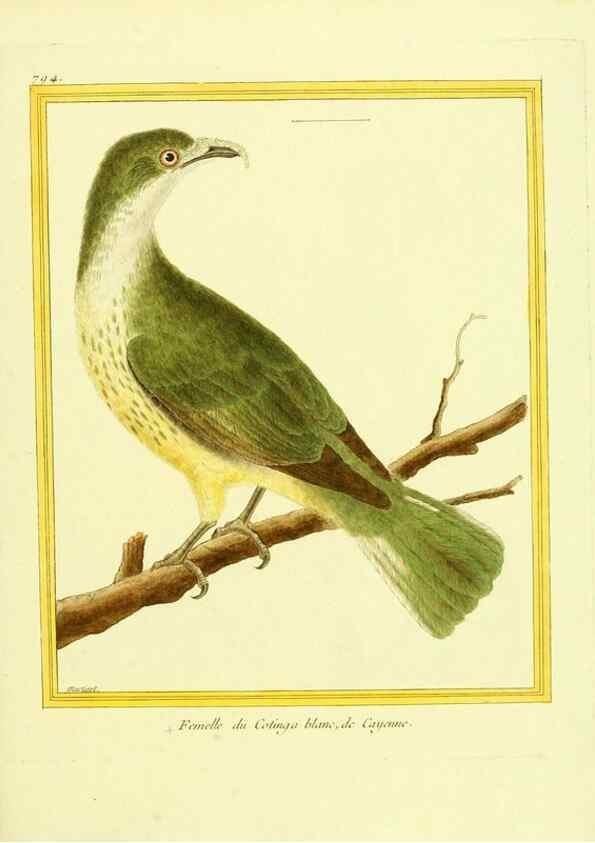 Reproducción/Reproduction 49639628983: Planches enluminées d'histoire naturelle. Paris? :s.n.,1765-1783?. 