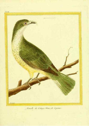 Reproducción/Reproduction 49639628983: Planches enluminées d'histoire naturelle. Paris? :s.n.,1765-1783?. 
