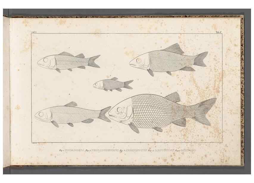 Reproducción/Reproduction 49640229311: Recherches sur les poissons fossiles ... /. Neuchatel :Petitpierre,1833-43.. 
