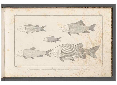 Reproducción/Reproduction 49640229311: Recherches sur les poissons fossiles ... /. Neuchatel :Petitpierre,1833-43.. 