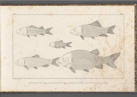 Reproducción/Reproduction 49640229311: Recherches sur les poissons fossiles ... /. Neuchatel :Petitpierre,1833-43.. 