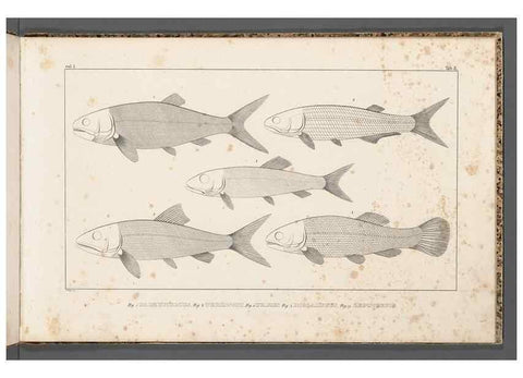 Reproducción/Reproduction 49640229976: Recherches sur les poissons fossiles ... /. Neuchatel :Petitpierre,1833-43.. 