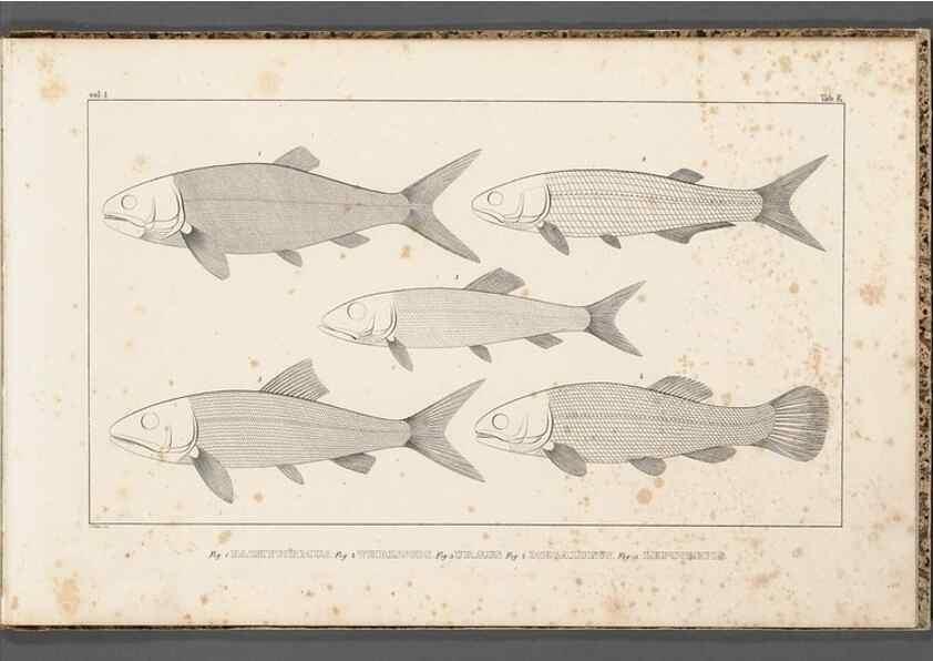 Reproducción/Reproduction 49640229976: Recherches sur les poissons fossiles ... /. Neuchatel :Petitpierre,1833-43.. 