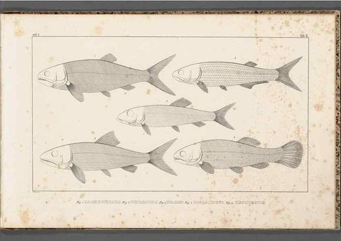 Reproducción/Reproduction 49640229976: Recherches sur les poissons fossiles ... /. Neuchatel :Petitpierre,1833-43.. 