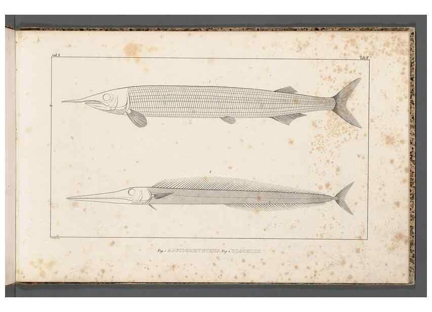 Reproducción/Reproduction 49640502302: Recherches sur les poissons fossiles ... /. Neuchatel :Petitpierre,1833-43.. 
