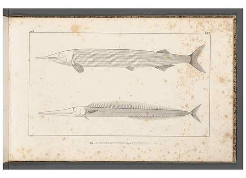 Reproducción/Reproduction 49640502302: Recherches sur les poissons fossiles ... /. Neuchatel :Petitpierre,1833-43.. 