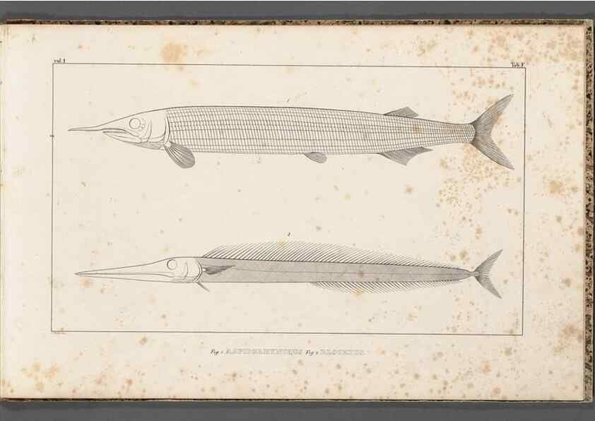 Reproducción/Reproduction 49640502302: Recherches sur les poissons fossiles ... /. Neuchatel :Petitpierre,1833-43.. 