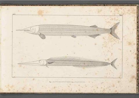 Reproducción/Reproduction 49640502302: Recherches sur les poissons fossiles ... /. Neuchatel :Petitpierre,1833-43.. 