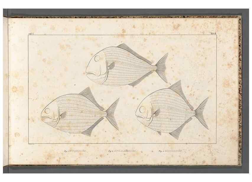 Reproducción/Reproduction 49639706763: Recherches sur les poissons fossiles ... /. Neuchatel :Petitpierre,1833-43.. 